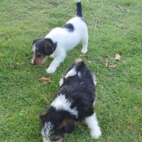 Chiots fox terrier #1