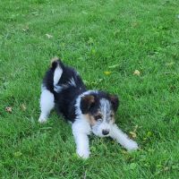 Chiots fox terrier #4