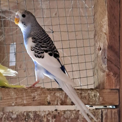 Perruche ondulée #1