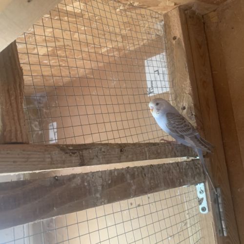 Perruche ondulée #2