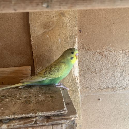 Perruche ondulée #7