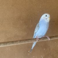 Perruche ondulée #4