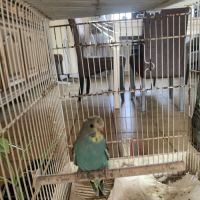 Perruche ondulée #5