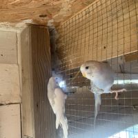 Perruche ondulée #6