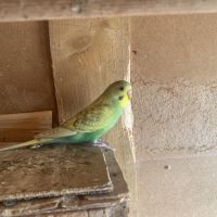 Perruche ondulée #7