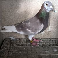 Couple pigeons voyageurs