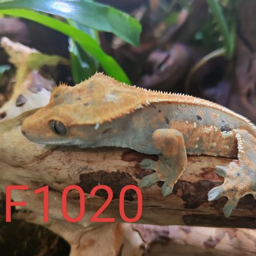 Femelle gecko à crête correlophus ciliatus #1