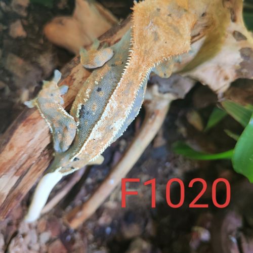 Femelle gecko à crête correlophus ciliatus #2