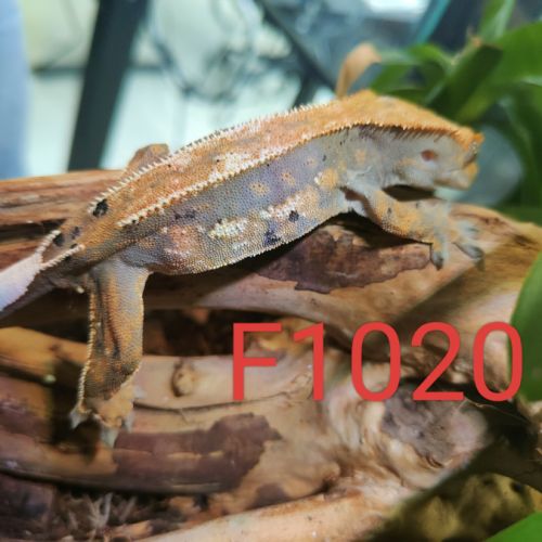 Femelle gecko à crête correlophus ciliatus #3