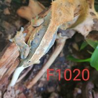 Femelle gecko à crête correlophus ciliatus #2