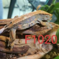 Femelle gecko à crête correlophus ciliatus #3