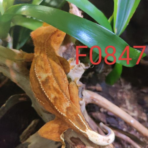 Femelle gecko à crête correlophus ciliatus #2