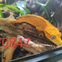 Femelle gecko à crête correlophus ciliatus #0