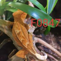 Femelle gecko à crête correlophus ciliatus #2