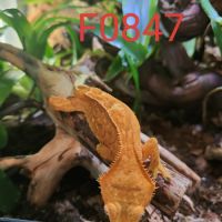 Femelle gecko à crête correlophus ciliatus #4