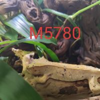 Mâle gecko à crête correlophus ciliatus #2