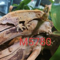 Mâle gecko à crête correlophus ciliatus #3