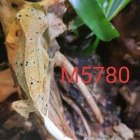 Mâle gecko à crête correlophus ciliatus #4