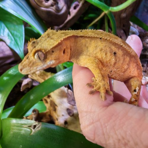 Geckos à crête correlophus ciliatus #1