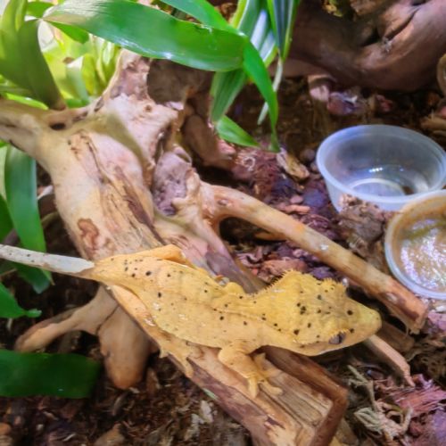 Geckos à crête correlophus ciliatus #5