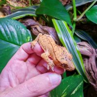 Geckos à crête correlophus ciliatus #2