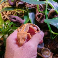 Geckos à crête correlophus ciliatus #0