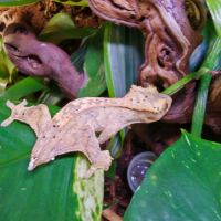 Geckos à crête correlophus ciliatus #4