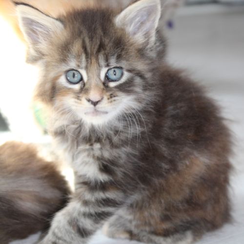 Chaton maine coon #1