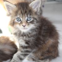 Chaton maine coon #1