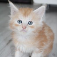 Chaton maine coon #0