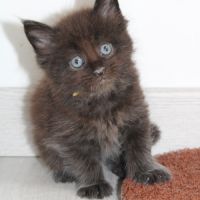 Chaton maine coon #3