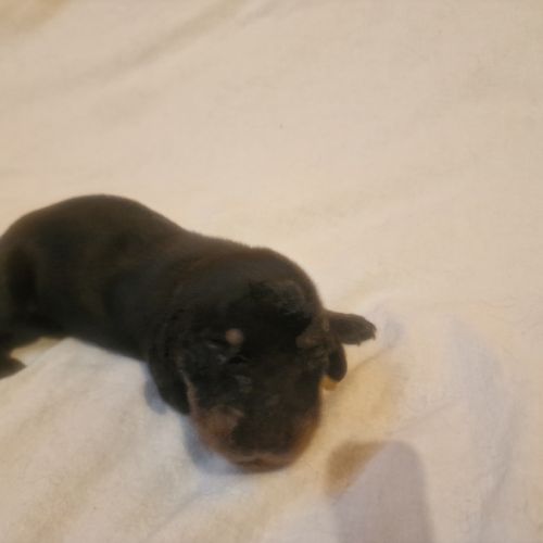 Teckel nain poil long #2