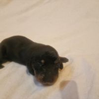 Teckel nain poil long #2