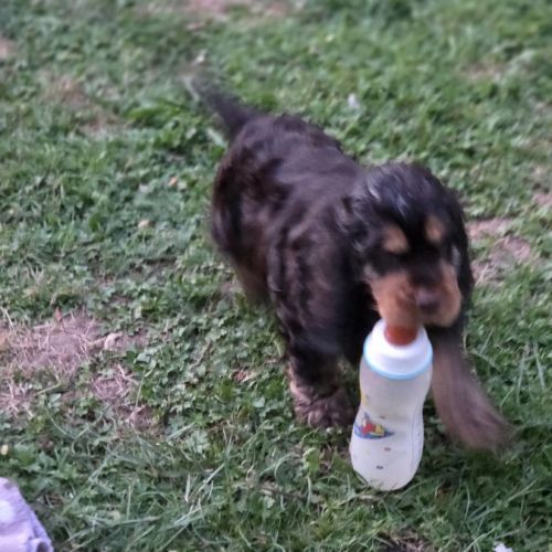 Cockers spaniel anglais #1