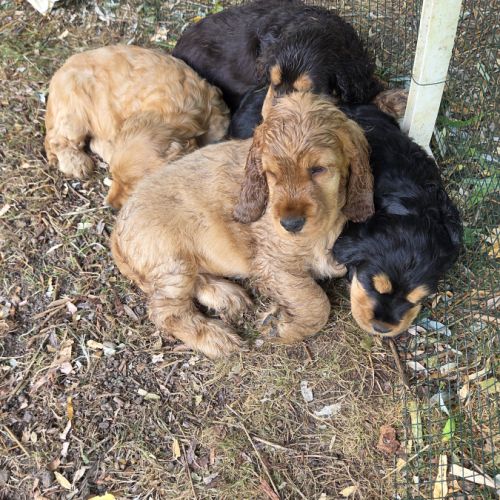 Cockers spaniel anglais #2