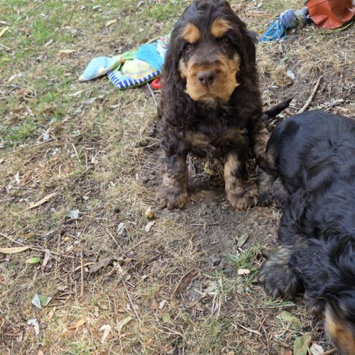 Cockers spaniel anglais #3