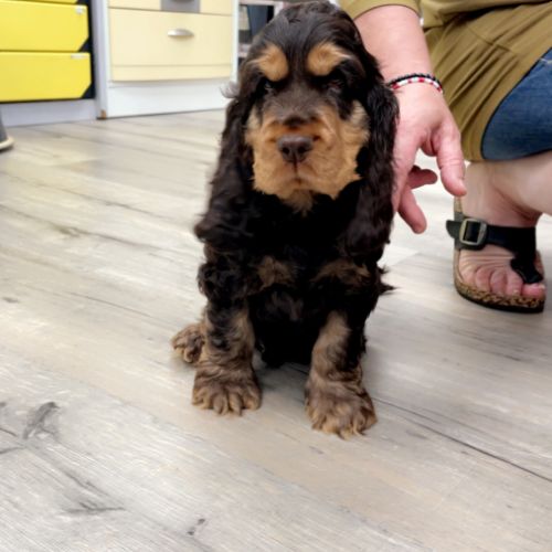 Cockers spaniel anglais