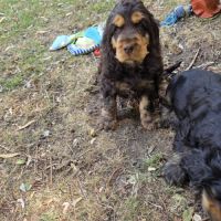 Cockers spaniel anglais #3