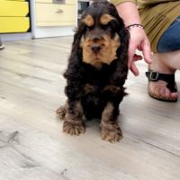 Cockers spaniel anglais #0