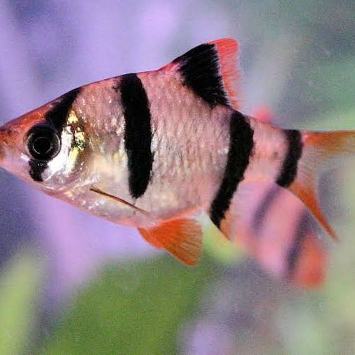 6 barbus de sumatra a vendre