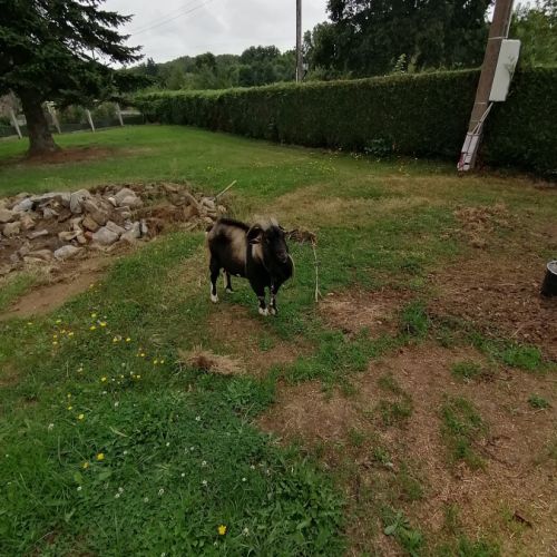 Baracuda bouc demi nain 6 ans #1