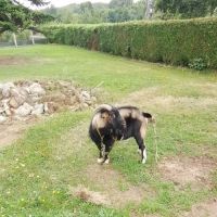 Baracuda bouc demi nain 6 ans
