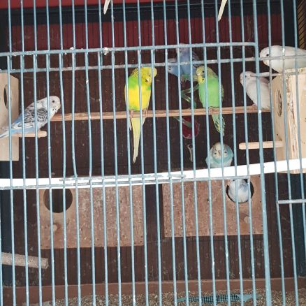 Perruche ondulée #1