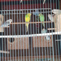 Perruche ondulée #1