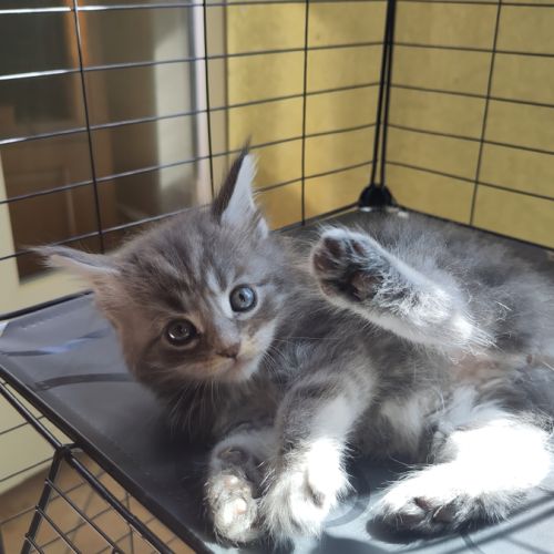 Chaton main coon loof #2