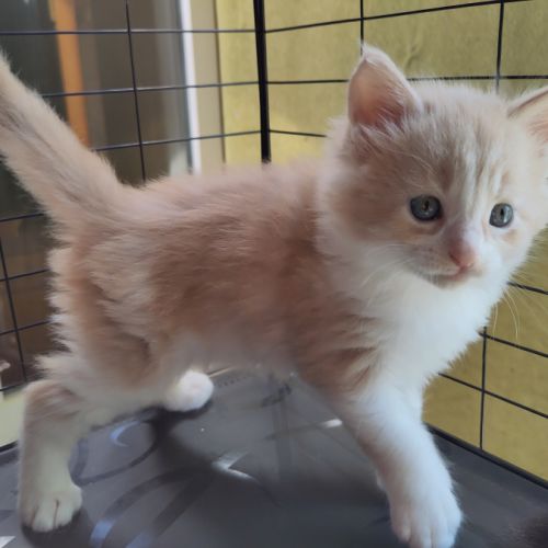 Chaton main coon loof #4