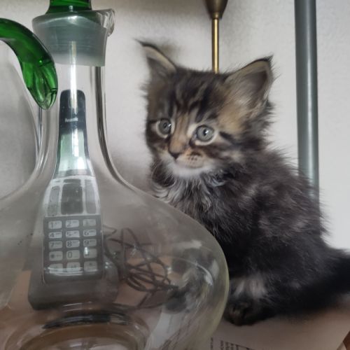 Chaton main coon loof #6