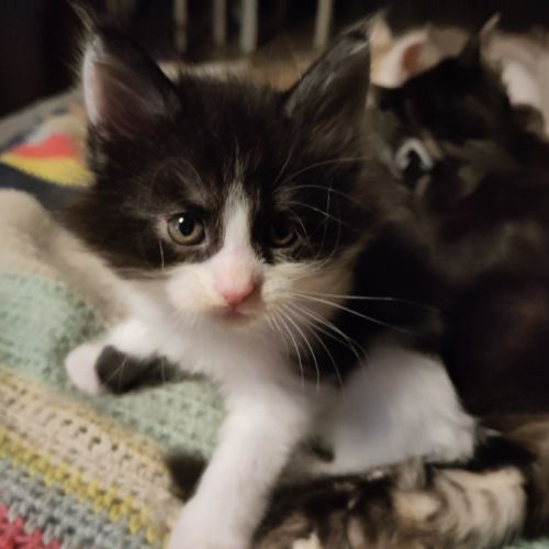 Chaton main coon loof #7