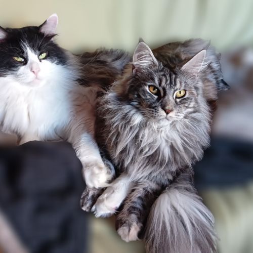 Chaton main coon loof #8