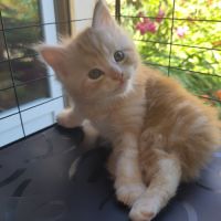 Chaton main coon loof